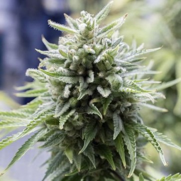 Семена конопли Auto OG Kush Feminised